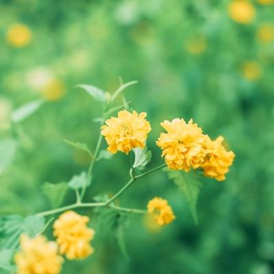 qq餐厅内购破解版下载